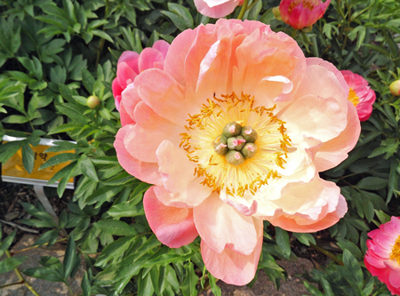 peony-828333_1920