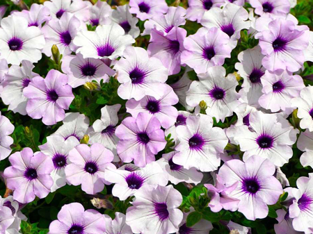 petunia-4472078_1280