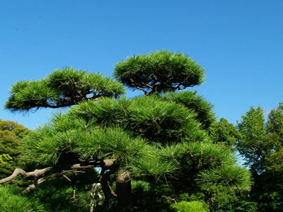 せいかつ緑化計画【日本の風景「松」を守ろう】