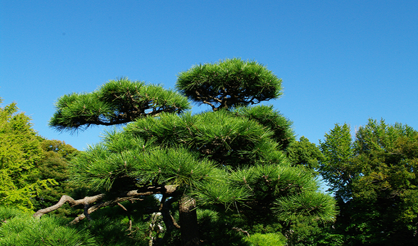 日本の風景 松 を守ろう お庭から始まる豊かなグリーンライフ 庭サポ