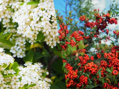 せいかつ緑化計画【花と実りが美しい「ピラカンサ」】