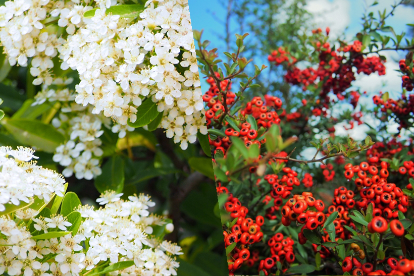 花と実りが美しい「ピラカンサ」 | クイック・ガーデニングの「庭サポ」