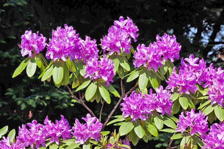 rhododendron-1424613_1280