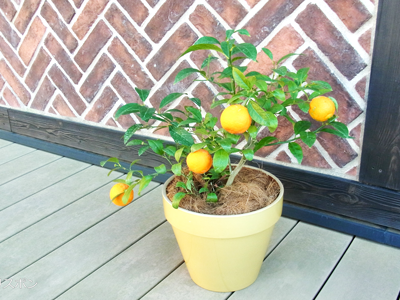 【柑橘類の樹木につく虫の正体】簡単な対策や害虫駆除方法とは？