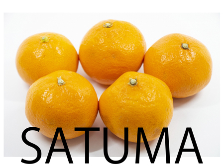 satuma-450