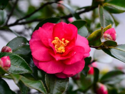 せいかつ緑化計画【冬のお庭を彩る「山茶花」】