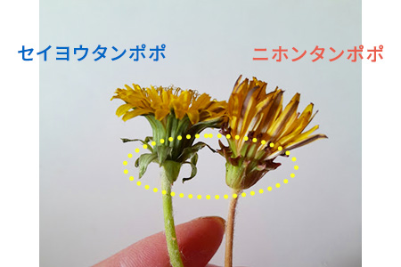 seiyou-tanpopo-nihon-tanpopo