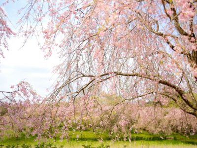 せいかつ緑化計画【優雅に咲く「しだれ桜」】