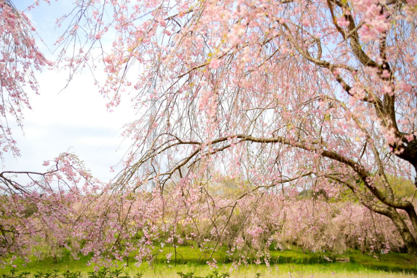 優雅に咲く しだれ桜 クイック ガーデニングの 庭サポ