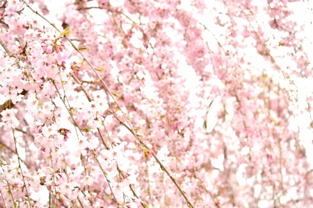 しだれ桜、糸桜