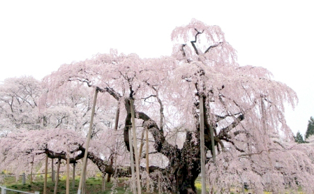 三大桜の一つ「三春滝桜」