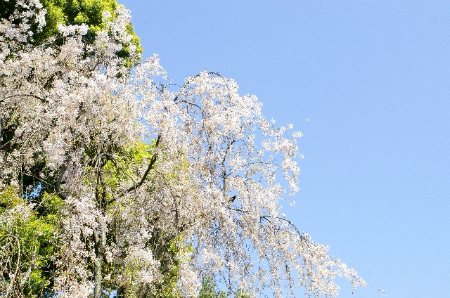 しだれ桜