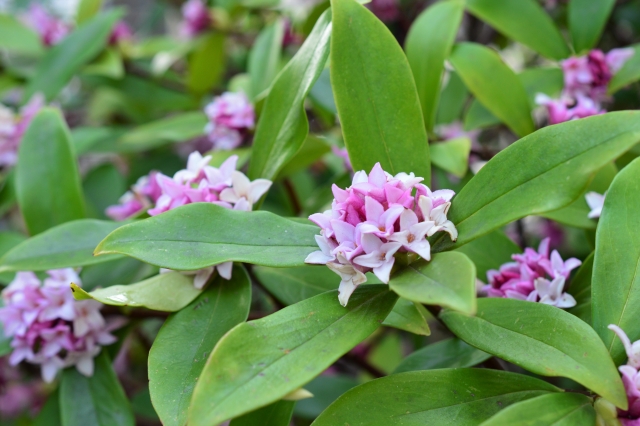 沈丁花の剪定でよくある失敗例