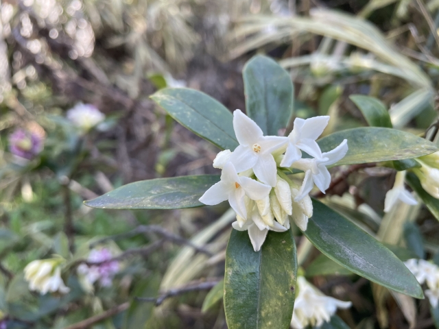 沈丁花を毎年きれいに咲かせる剪定のコツ