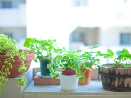 被害を未然に防ぐ台風対策 クイック ガーデニングの 庭サポ