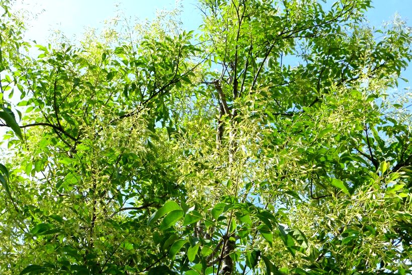 せいかつ緑化計画 シンボルツリーとして人気のシマトネリコ お庭から始まる豊かなグリーンライフ 庭サポ