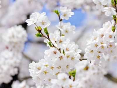 せいかつ緑化計画【咲く姿も散る姿も美しい桜「ソメイヨシノ」】