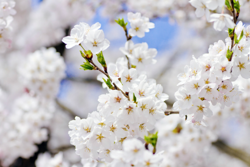 開花 ソメイヨシノ 桜開花・見頃予想2022年、3月末は西日本・東日本で満開ラッシュに ｜