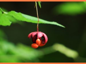 spindle-tree-300x225.jpg
