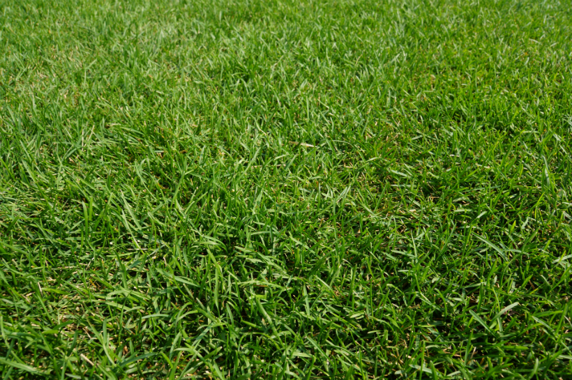 せいかつ緑化計画 青々とした芝庭を手に入れよう 芝刈り編 クイック ガーデニングの 庭サポ