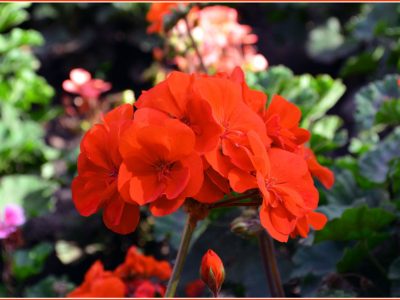 春から初夏にかけて可憐な花「ペラルゴニウム（pelargonium）/ゼラニウム（geranium）/天竺葵属」