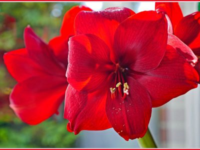 丈夫で育てやすい球根植物「アマリリス/Amaryllis」