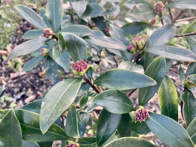 冬に沈丁花を剪定してはいけない理由