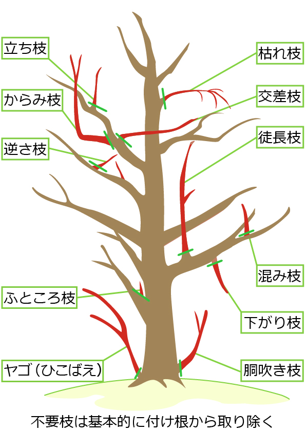 ハナミズキの剪定で切るべき枝(不要枝)の切り方