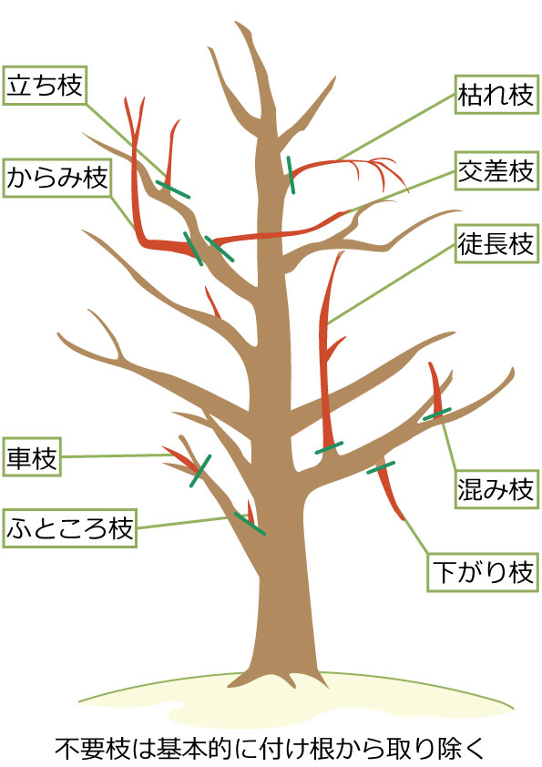 アジサイの剪定で切るべき枝（不要枝）の切り方