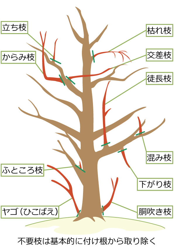 ミモザの剪定で切るべき枝(不要枝)の切り方