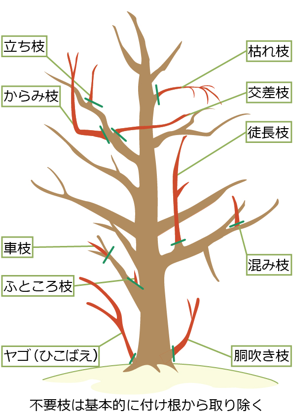 イヌツゲの剪定で切るべき枝（不要枝）の切り方