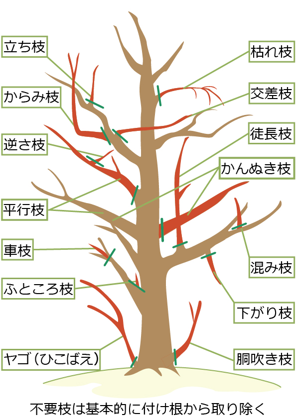 サザンカの剪定で切るべき枝(不要枝)の切り方