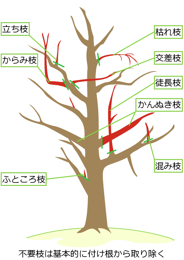 梅の剪定で切るべき枝