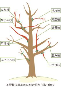 ツバキ(椿)の剪定で切るべき枝