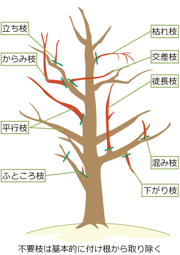 ツバキ(椿)の剪定で切るべき枝