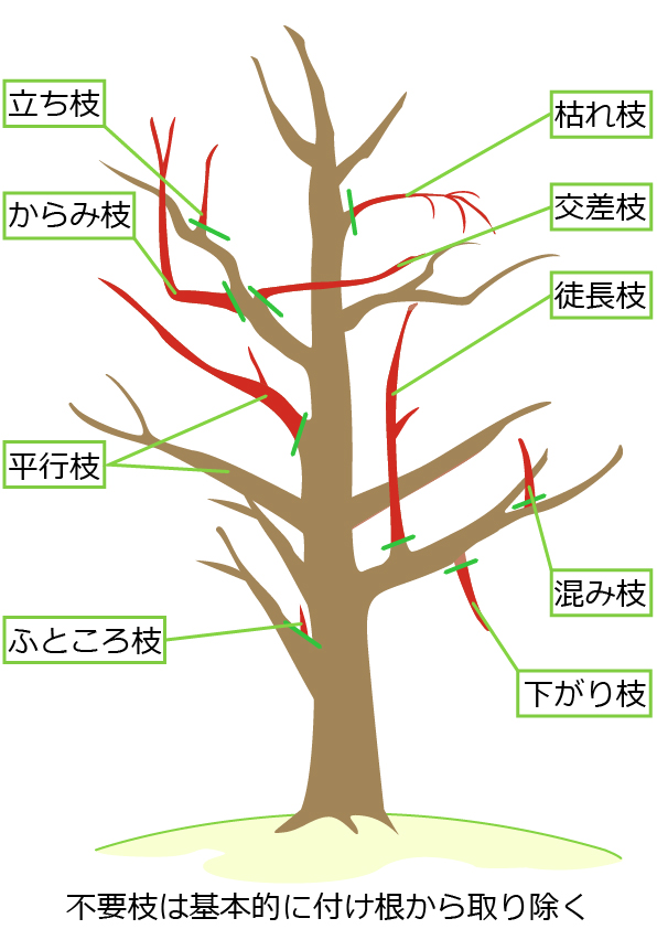 コニファーの剪定で切るべき枝