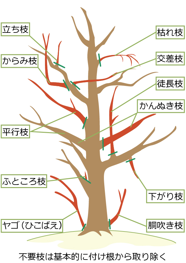 ブルーベリーの剪定で切るべき枝（不要枝）の切り方