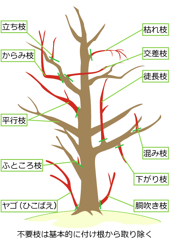 金木犀の不要枝