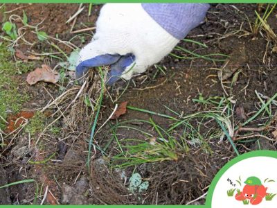 【雑草対策】暮らしを快適にする「除草」の基礎知識