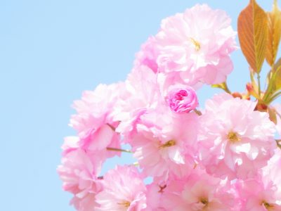 せいかつ緑化計画【艶やかに花開く「八重桜」】