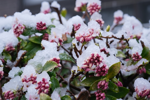 沈丁花は冬に剪定しても大丈夫？