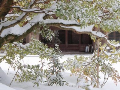 備えて安心！庭木の積雪対策