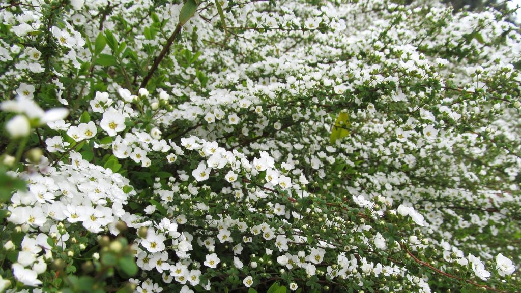 しなやかな花姿 ユキヤナギ 雪柳 クイック ガーデニングの 庭サポ