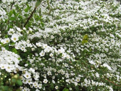 せいかつ緑化計画【しなやかな花姿「ユキヤナギ（雪柳）」】