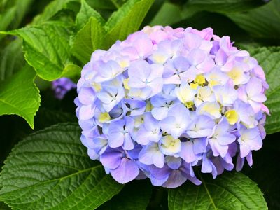 せいかつ緑化計画【水を愛する梅雨の花「アジサイ」】