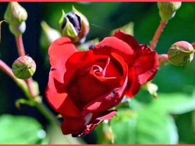 簡単！つるバラの栽培方法「蔓薔薇/Climbing rose」