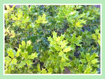 ヒイラギの剪定時期や剪定方法「育て方ガイド」