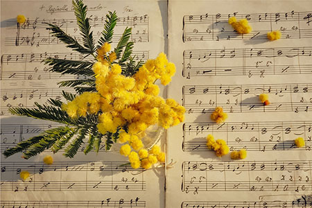 アカシア・ブルーブッシュの花を楽しむポイントと開花期間