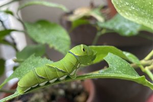 アゲハ蝶の幼虫