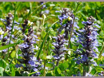 初心者でも簡単！アジュガの栽培ガイド「西洋十二単/Ajuga」